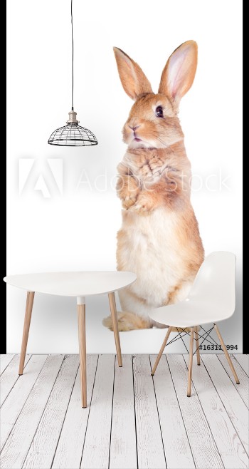Picture of The funny rabbit is standing on its hind legs